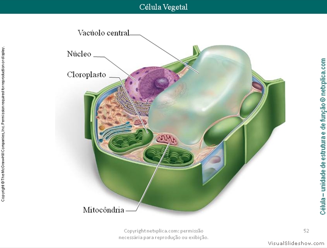 Diapositivo52