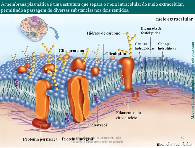 Diapositivo59