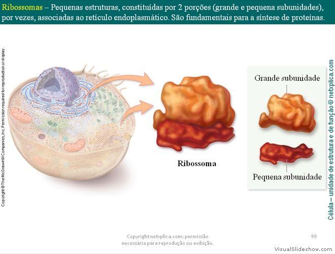 Diapositivo99