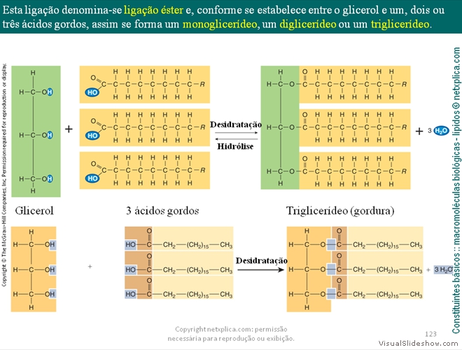 Diapositivo123