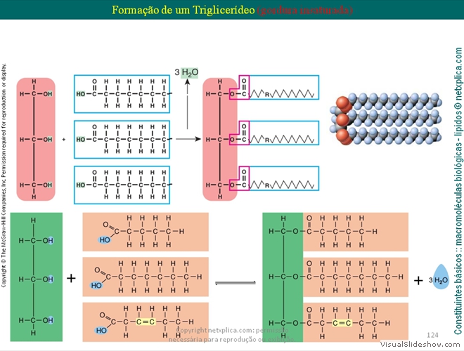 Diapositivo124