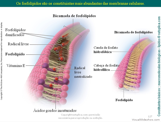 Diapositivo127