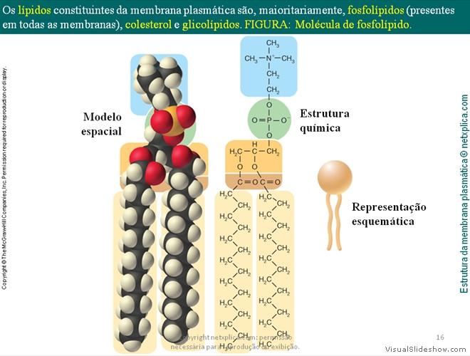 Diapositivo16