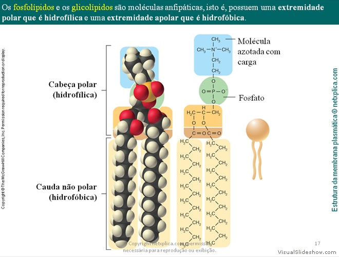 Diapositivo17