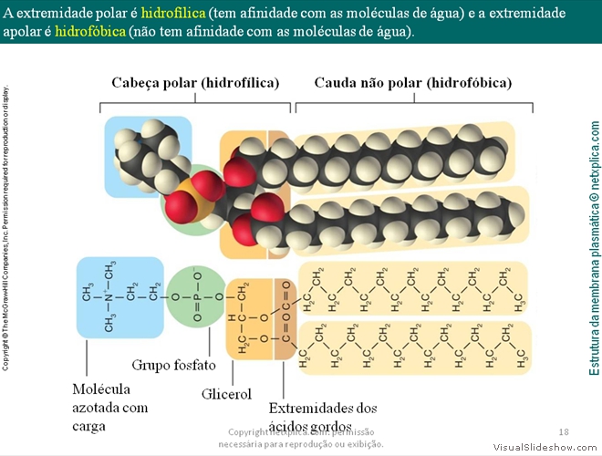 Diapositivo18