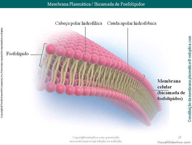 Diapositivo25