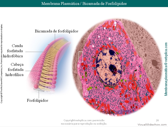 Diapositivo26