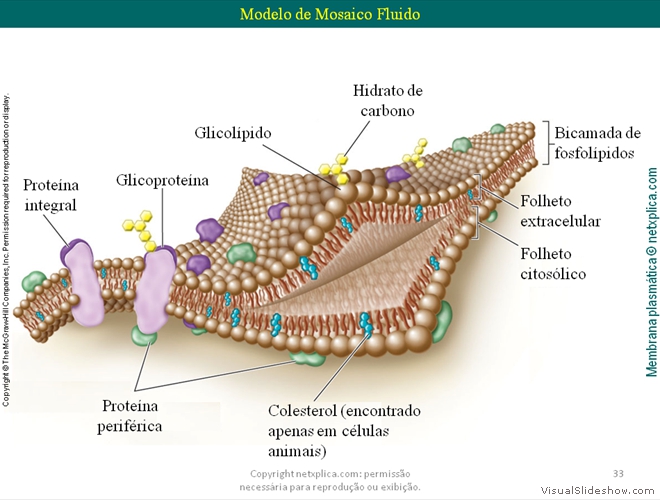 Diapositivo33