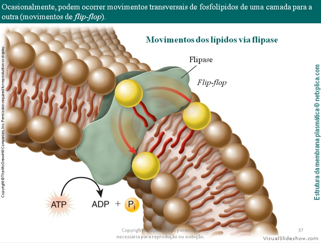 Diapositivo37