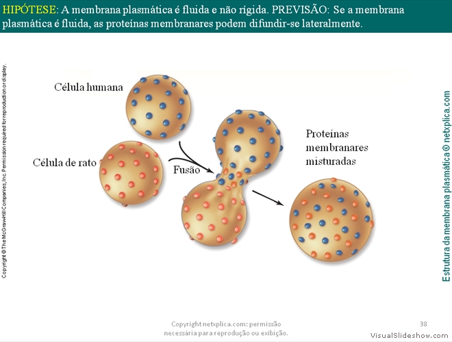 Diapositivo38