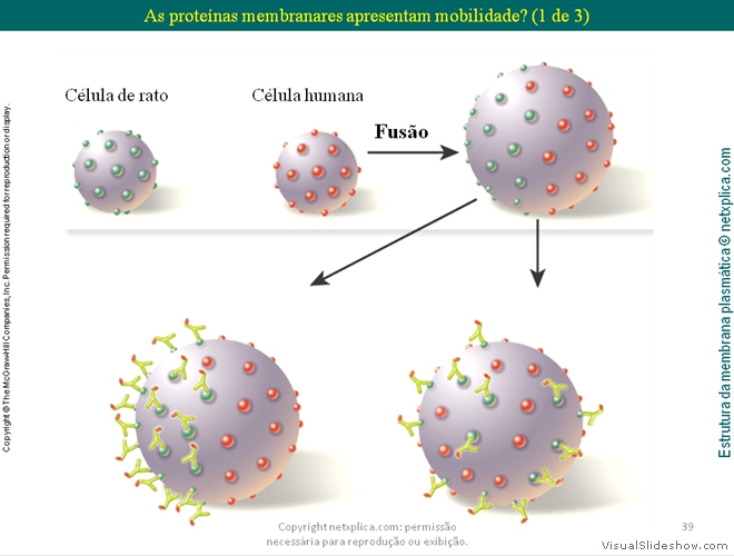 Diapositivo39