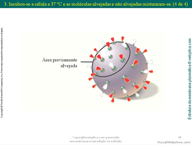 Diapositivo45