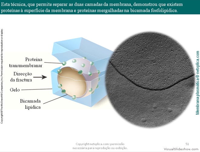 Diapositivo51