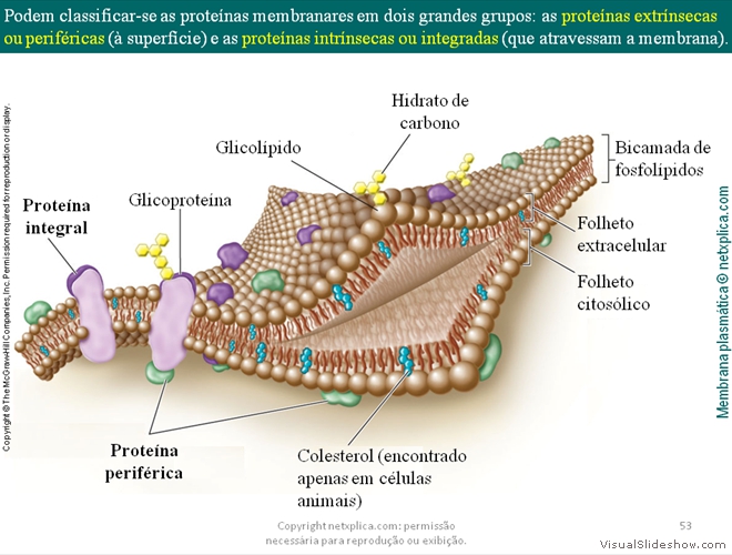 Diapositivo53