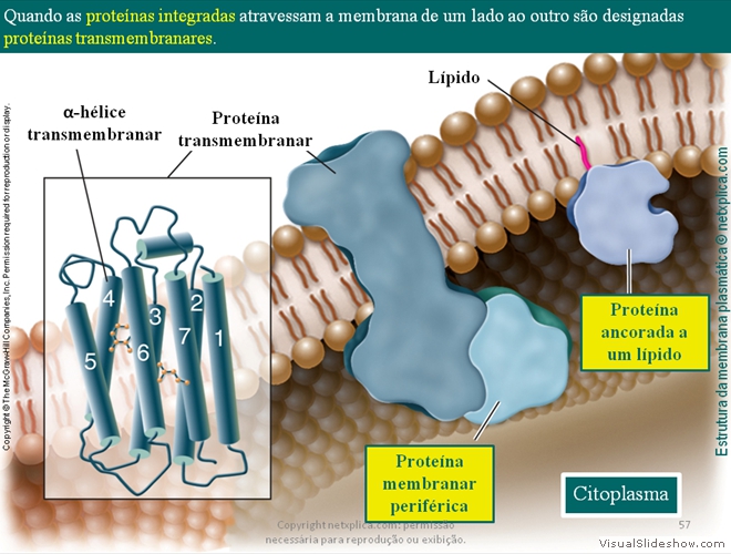 Diapositivo57