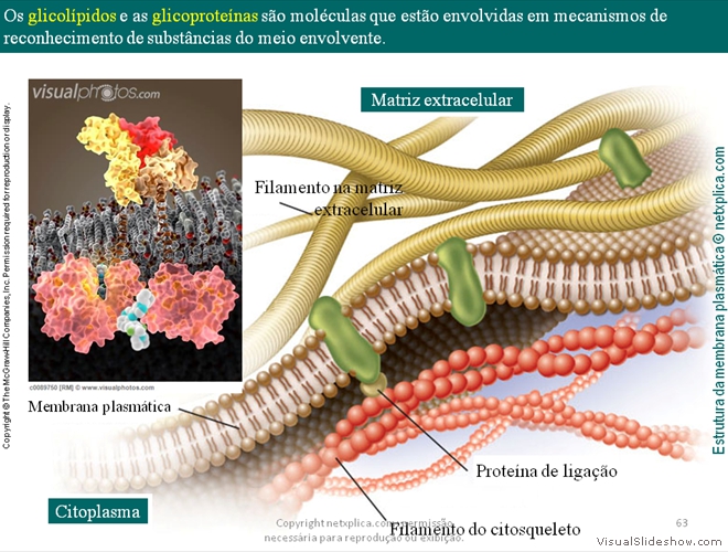 Diapositivo63