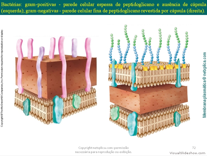 Diapositivo72