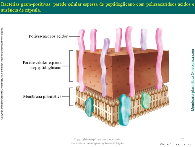 Diapositivo73