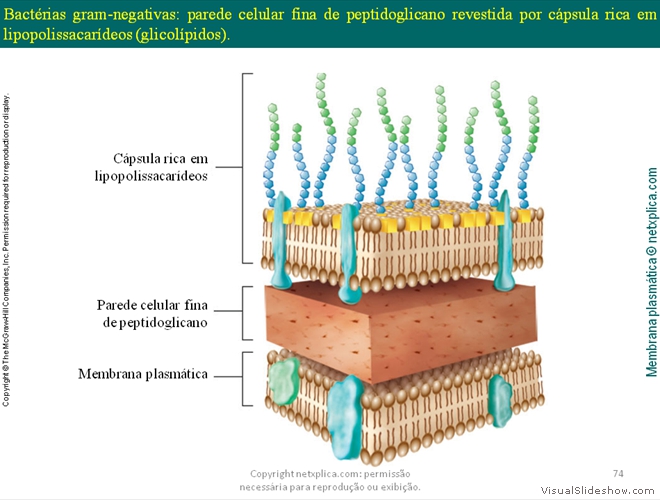 Diapositivo74