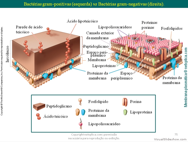 Diapositivo75