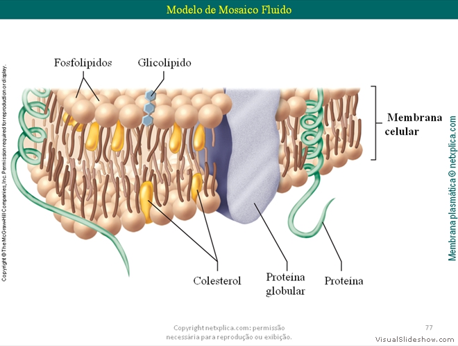 Diapositivo77