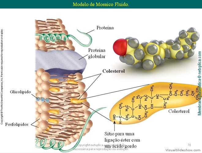 Diapositivo78