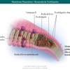 Diapositivo27