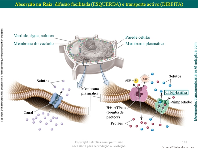 Diapositivo101