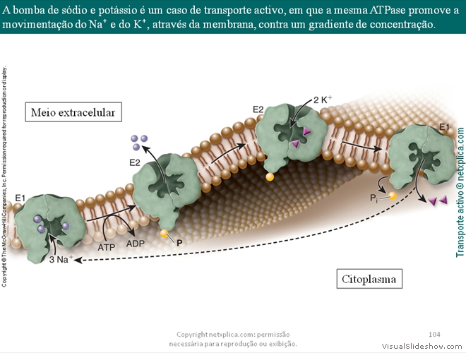 Diapositivo104