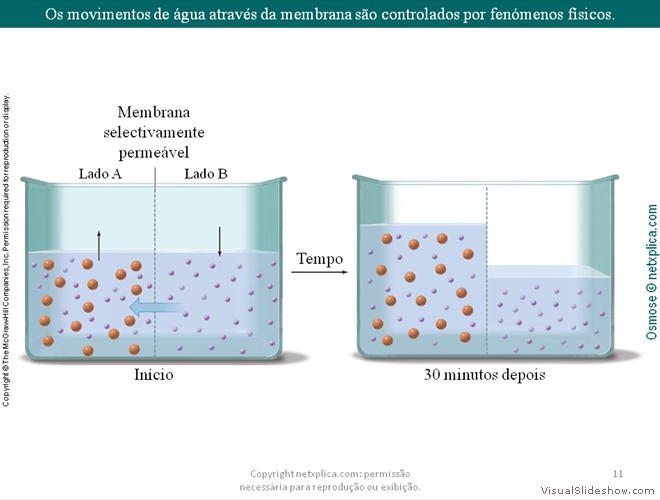 Diapositivo11