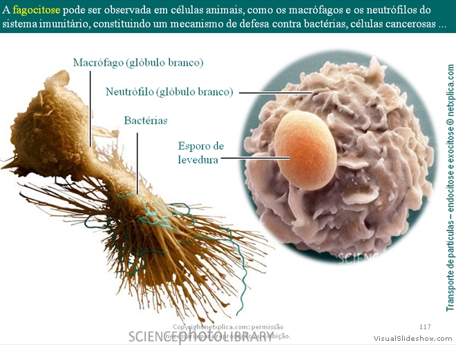 Diapositivo117