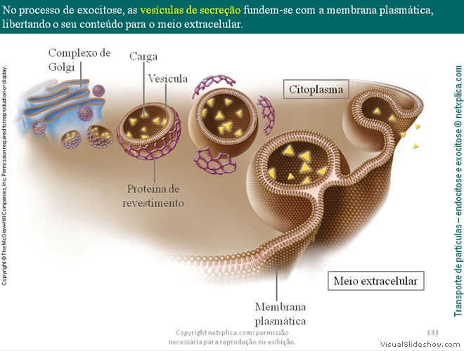 Diapositivo133