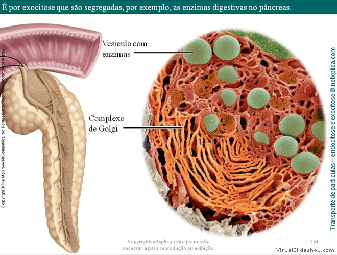 Diapositivo134