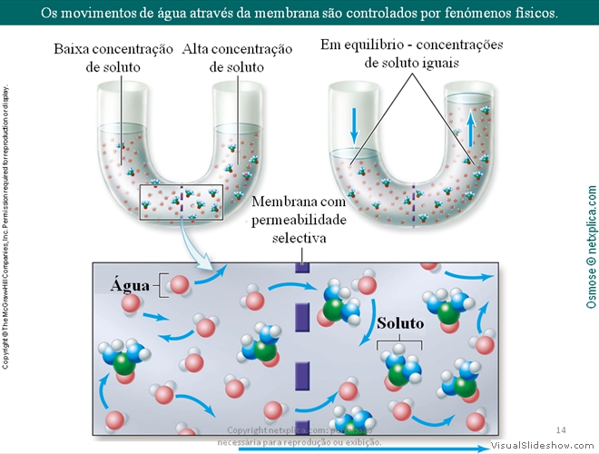 Diapositivo14