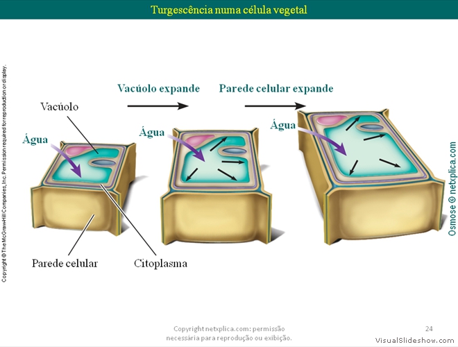 Diapositivo24