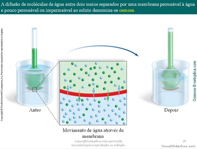 Diapositivo25