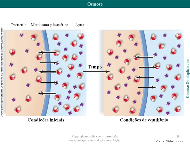 Diapositivo29