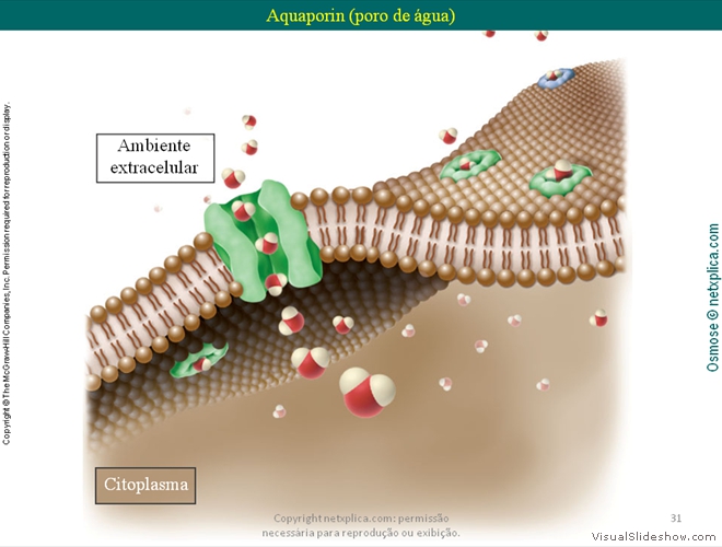 Diapositivo31