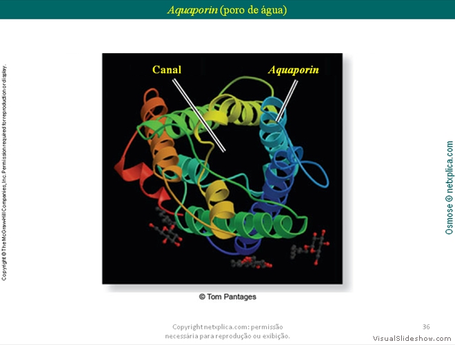 Diapositivo36