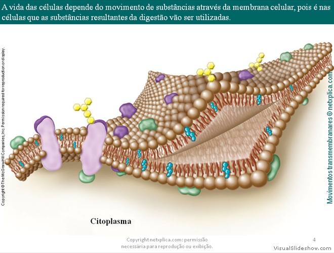 Diapositivo4