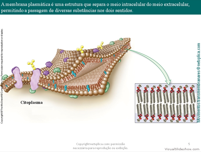 Diapositivo5