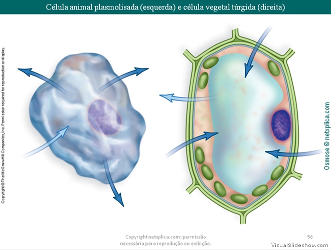 Diapositivo56