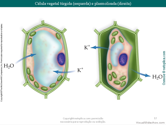 Diapositivo57