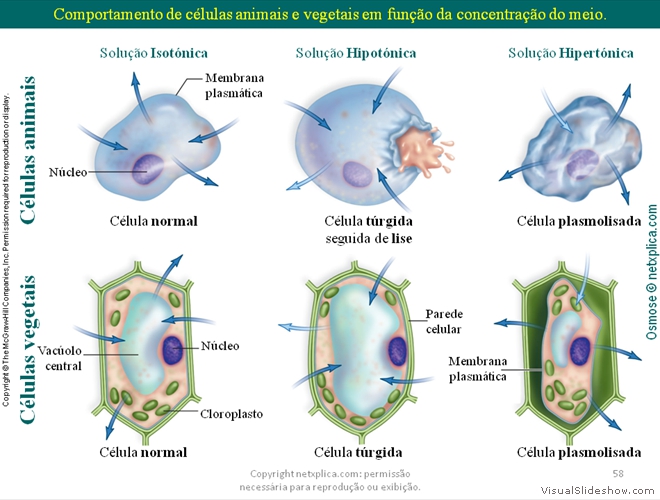 Diapositivo58