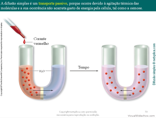 Diapositivo73