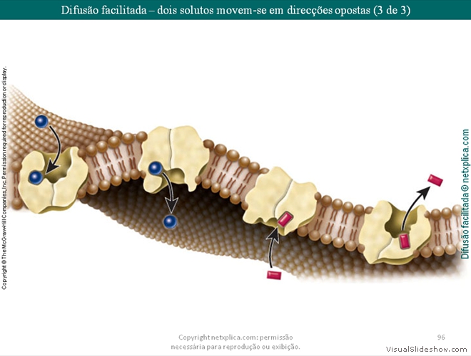 Diapositivo96