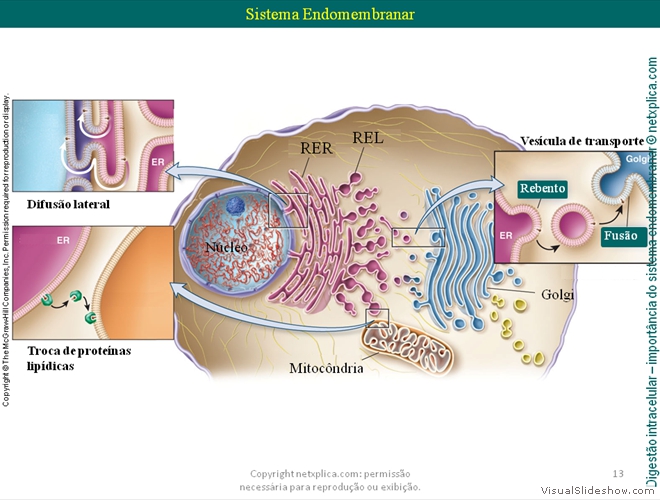 Diapositivo13