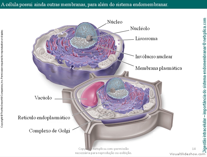 Diapositivo14