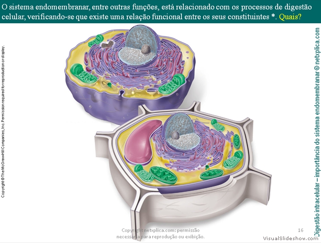 Diapositivo16