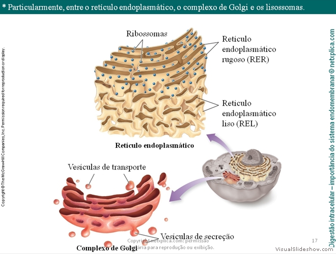 Diapositivo17